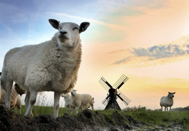 thema drie fotowedstrijd 2023: molens met dieren